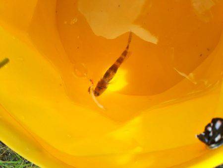 キスは釣れずタコが釣れた