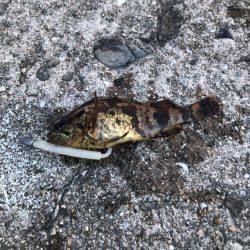 タコ全く反応なし…