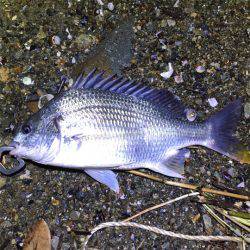 淀川チニング！デイ&ナイト