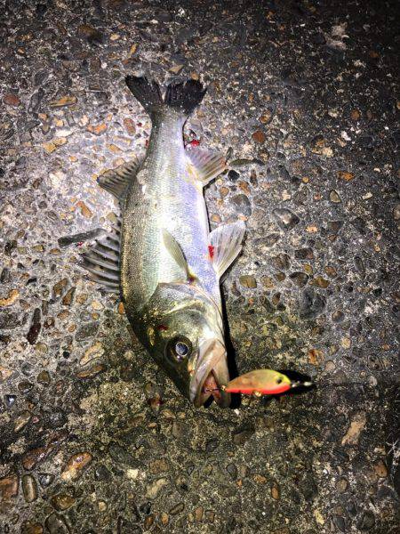 ライトでチビシーバス