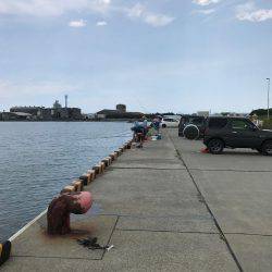 赤石東ふ頭で豆アジ、サバ、カサゴ