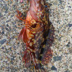 ミップル周辺で釣りをする(笑)。