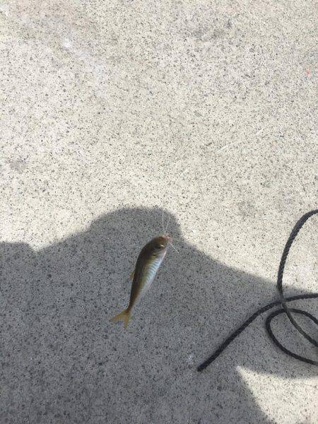 アジとスズメダイ