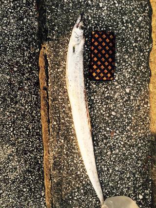 ついにでたタチウオ