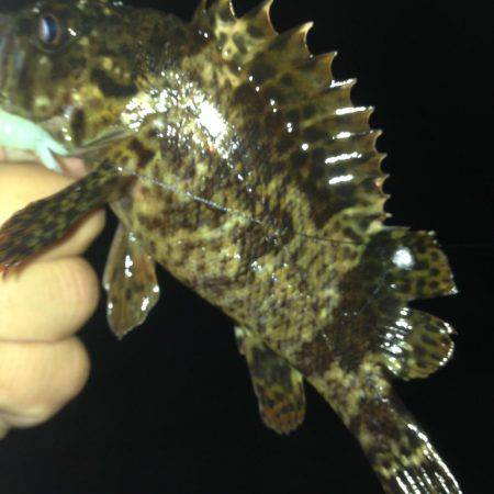 垂水漁港でガシリング