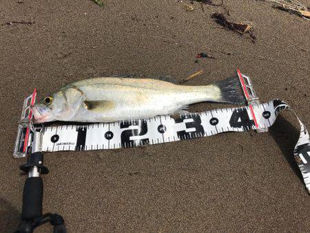 倉部テトラの上でのバクチョウ