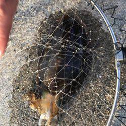 泉南ランガン❗️夏イカのはしり