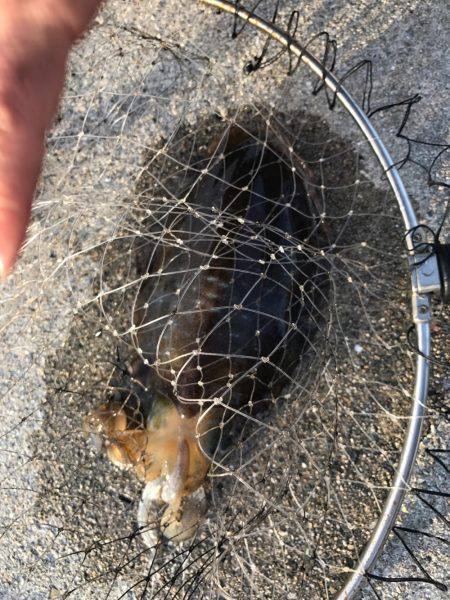 泉南ランガン❗️夏イカのはしり