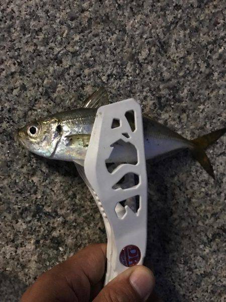 久々のアジング！