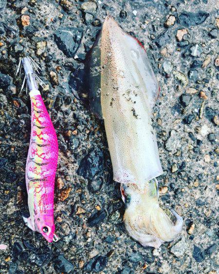 ケンサキ数釣りエギング