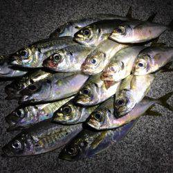 風が収まり爆釣モードに！