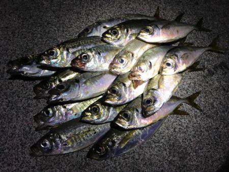 風が収まり爆釣モードに！