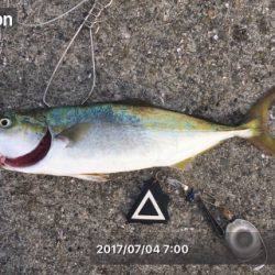 まだ一応ツバスの時合いあり