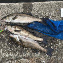 朝ハネ 好釣‼︎