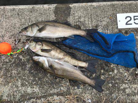 朝ハネ 好釣‼︎