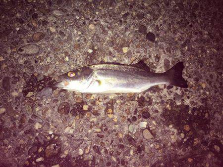 台風の後のライトゲーム