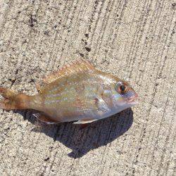 釣れたタイがおおきかったら