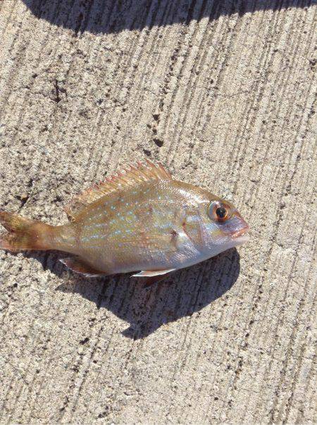 釣れたタイがおおきかったら