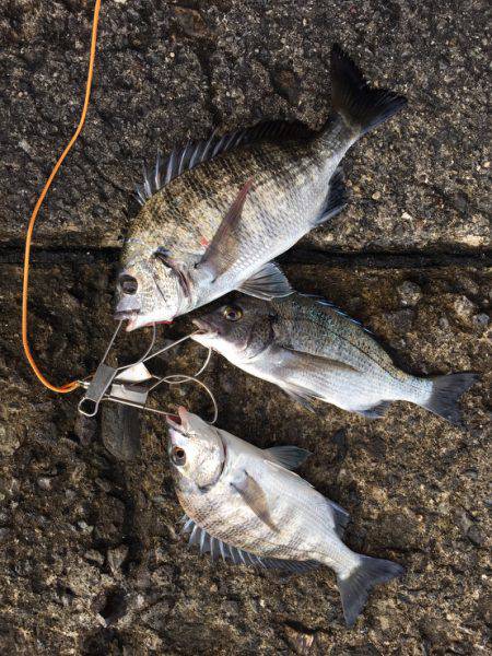 エサ取りばっかーーーーー