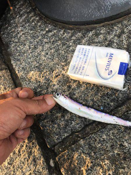 サビキにしたのに！