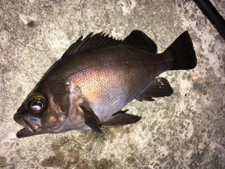 まだまだ狙える梅雨メバル！