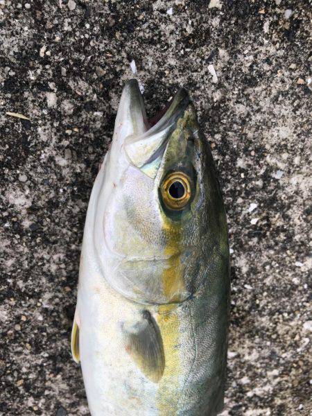 台風後でもツバスいました