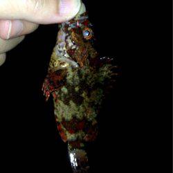 ヨロイメバルかわいい