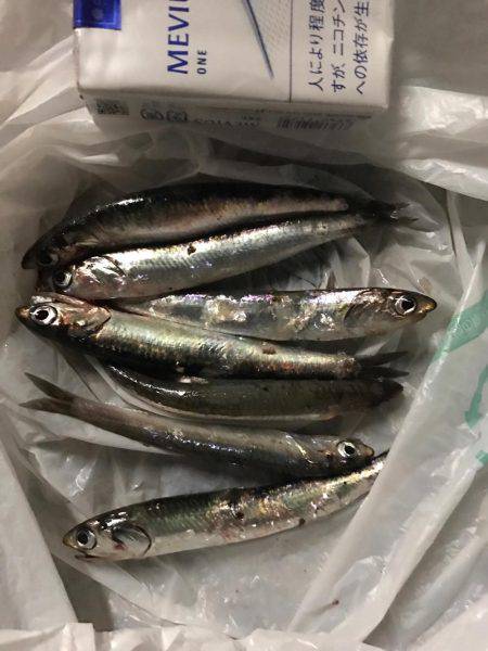 サビキリベンジ！