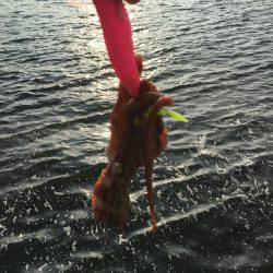 雨の後のタコ調査