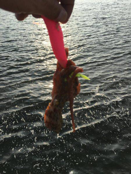 雨の後のタコ調査