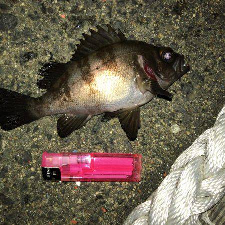 メバル活性高し+とんでもない奴も…