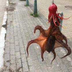 タコ釣れました