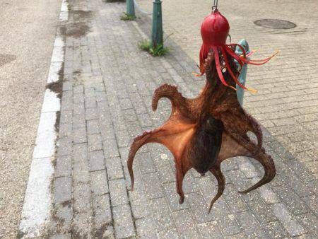 タコ釣れました