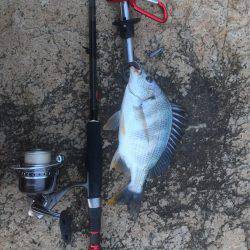 好調淀川チニング釣行！