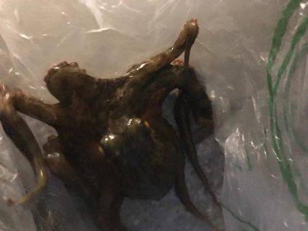 ナイトタコゲーム（with ドリカム花火）…