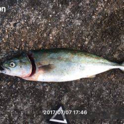 夕まずめにもツバス反応あり+α