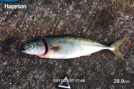 夕まずめにもツバス反応あり+α