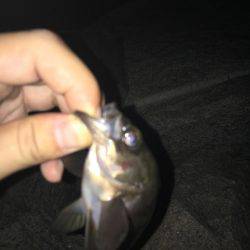 みんなでチニング