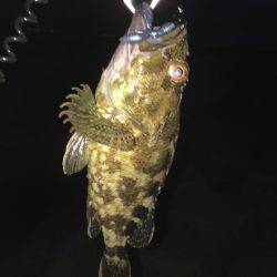 タケノコメバル