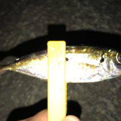 台風後、アジはどこへ？