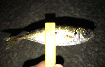 台風後、アジはどこへ？