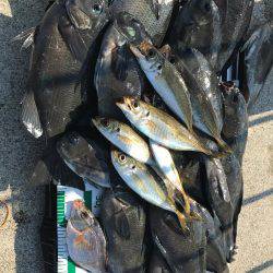 魚津港 フカセ夜釣りグレ