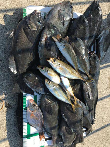 魚津港 フカセ夜釣りグレ