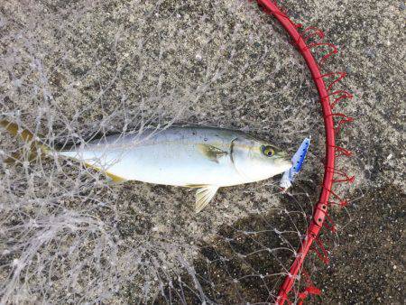 タコ?からのツバス?時合い