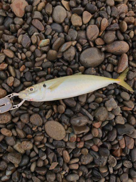 アジだっ！ダディだ！