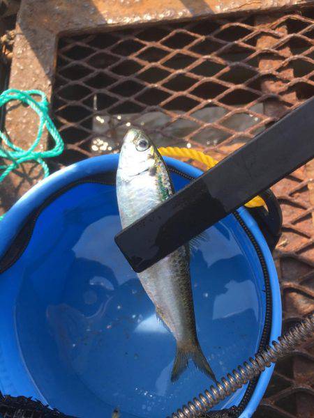 大黒海釣り施設