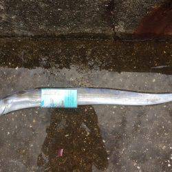 そろそろタチウオかな