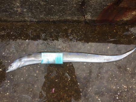 そろそろタチウオかな