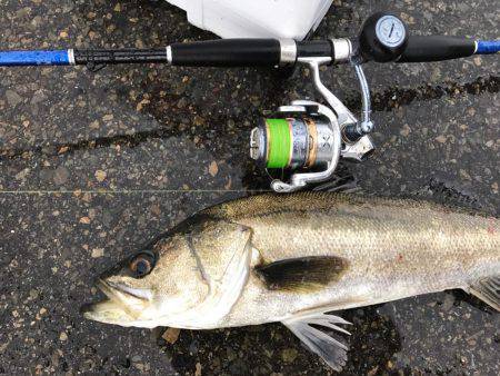 のませでやったりました。