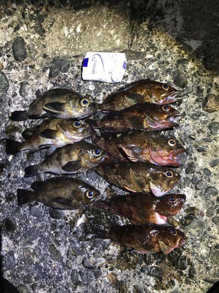 ライトゲームでカサゴ入れ食い！